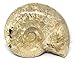 Fossil Jurassic 160 MYO Great Britain #16633 10o