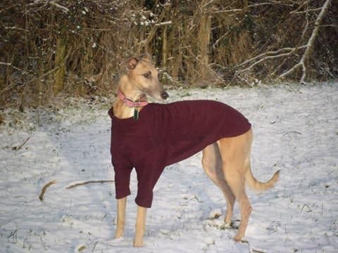 Equafleece 100% Water Repellent Slim Dog Sweater (26 Slim, Mulberry)