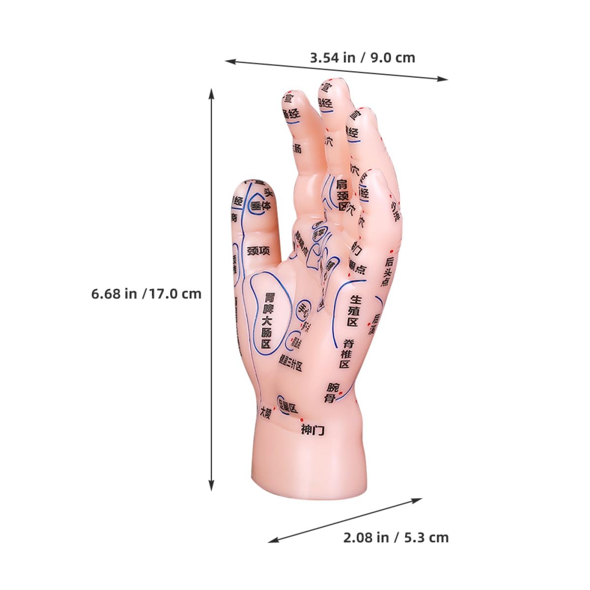 Mikinona Modèle Éducatif de Réflexologie Palmaire en PVC Solide, Affichage Précis des Points D’Acupuncture Main, Outil D’Apprentissage pour Massage et Enseignement en Médecine