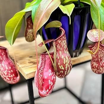 ★ポットごと♡吊り下げネペンテス♡ガヤ♡5号♡ウツボカズラ♡食虫植物♡ 吊り下げネペンテス♡ガヤ♡5号♡ウツボカズラ♡食虫植物
