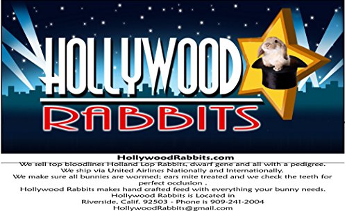 Alimento para conejos Hollywood Rabbit Feed 10lbs miniatura 2