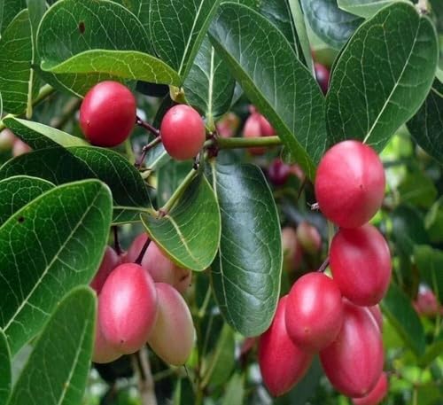Image of Live Karonda Fruit Plant for Home Garden ? Outdoor, Healthy Live Plant ? Berry Shrub ? Easy to Grow ? Pack of 1