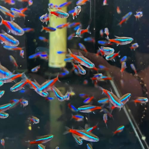 Neon Tetra (20 Fish Pack) - Live Fish for Aquarium Exotic Freshwater Live Fish, Live Aquarium Fish...