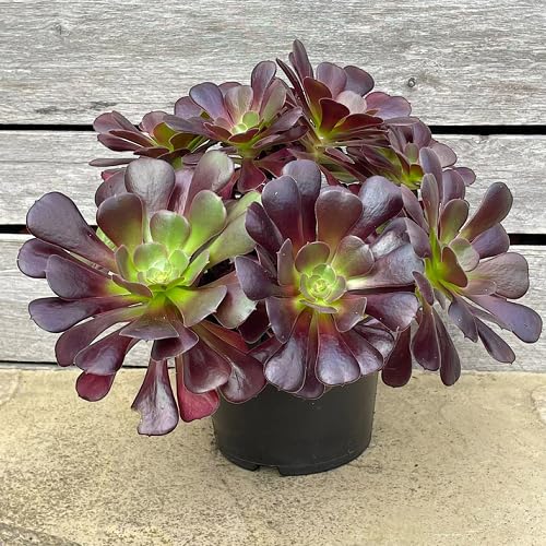 Fresh 100pcs Brown Aeonium Arboreum Plant Seeds