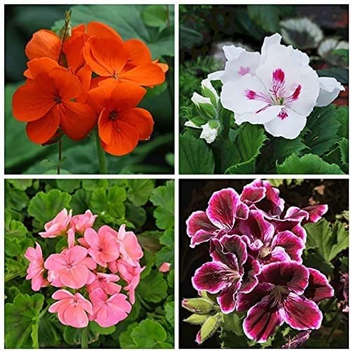 100 Piezas Mezclado Con Cuatro Variedades Diferentes Semillas De Geranio Patio Al Aire Libre Plantación De Jardín Coseche Un Paisaje Impresionante Agregue Color A Su Hogar Cover