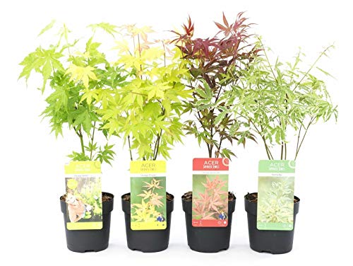 Acero palmato giapponese Acero palmatum mix 4 piante diverse in vaso ø11 cm Vivaio di Castelletto