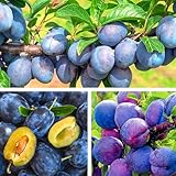 Pflaumenbaum Ungarin Dabrowicka Obstbaum 80-140 cm, Aromatische Süße Früchte, Winterharter, Wurzelnackte Obstbaume, Pflaume, Prunus domestica, Mehrjährig, Ideal für Garten & Obstwiese