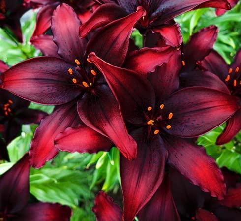Spectacular Black Out Lily Bulb, Beautiful Dark Red/Black Flowers