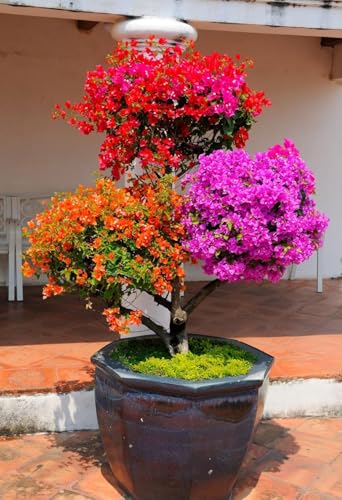 Image of live plants (FLOWER PLANT-)