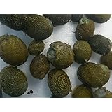 【石巻貝 ２０匹セット】イシマキガイ15匹+補償5匹 (合計20匹) 【生体】