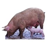 SC65 Pig with Piglet Cardboard Cutout Standup