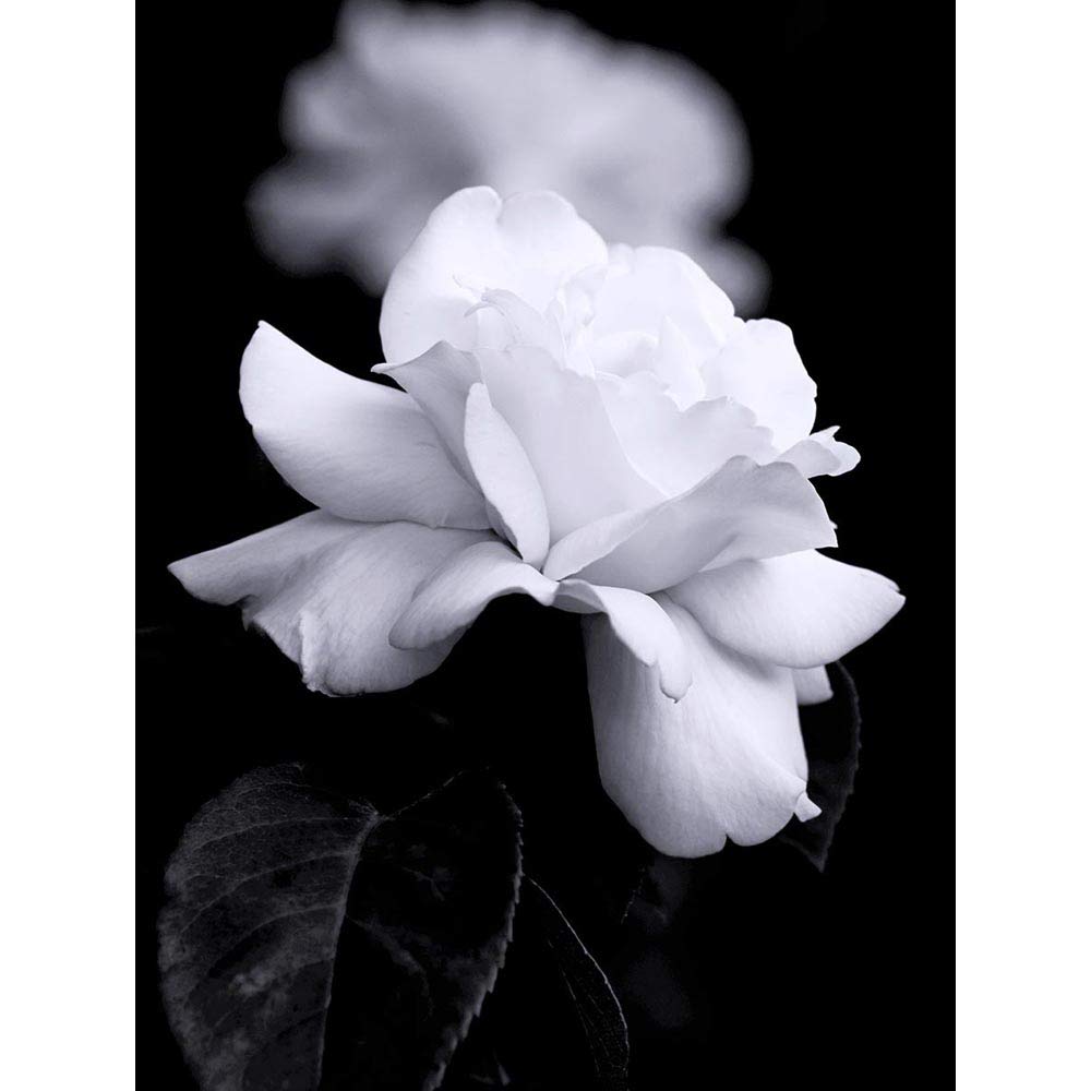 Wee Blue Coo Nature Black White Rose Petal Flower Art Print Poster Wall Decor 12X16 Inch