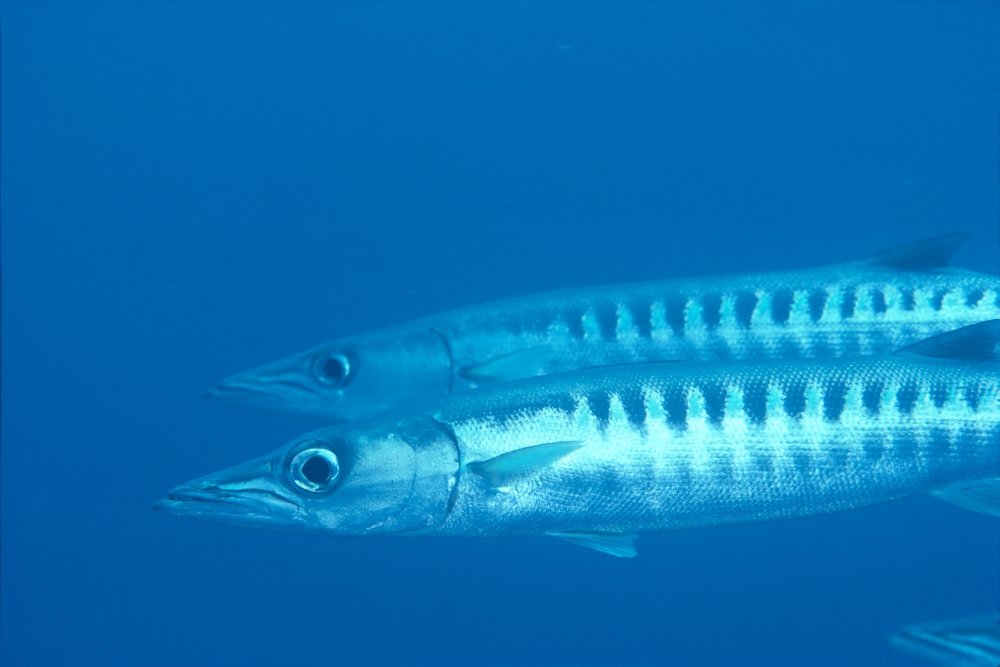 Barracuda PRIME/バラクーダプライム　DUO FLEX 5.5 Barracuda PRIME/バラクーダプライム DUO FLEX 5.5 【公式通販】