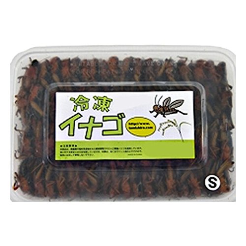 コオロギ飼育からの卒業 ヒョウモントカゲモドキ レオパ の餌に栄誉満点 冷凍イナゴを試す ニンゲンノオトナモドキ