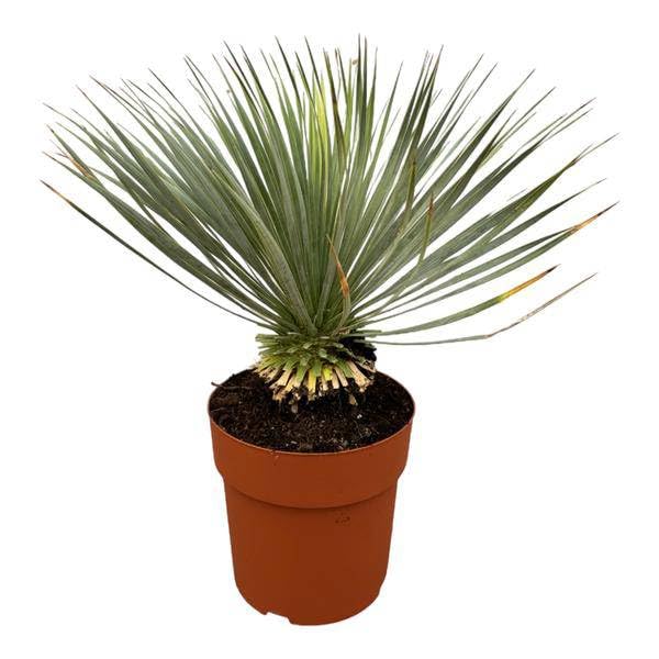 Giglio di palma – Yucca Rostrata sul gambo – Pianta d'appartamento – 70 cm – Ø 30 cm