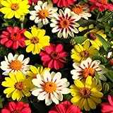 Outsidepride Zahara Raspberry Lemonade Mix Zinnia Seeds - 50 Pcs Annual, Heat & Drought Tolerant Flower Seeds for Planting w/Vibrant Blooms for Pollinator Gardens & Floral Arrangements