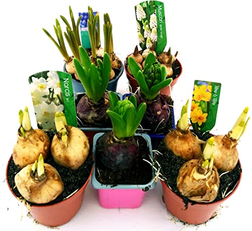 POWERS TO FLOWERS - BULBI MISTI DI PRIMAVERA, GIACINTO, MUSCARI, NARCISO, 7 piante vaso 10cm, piante vere