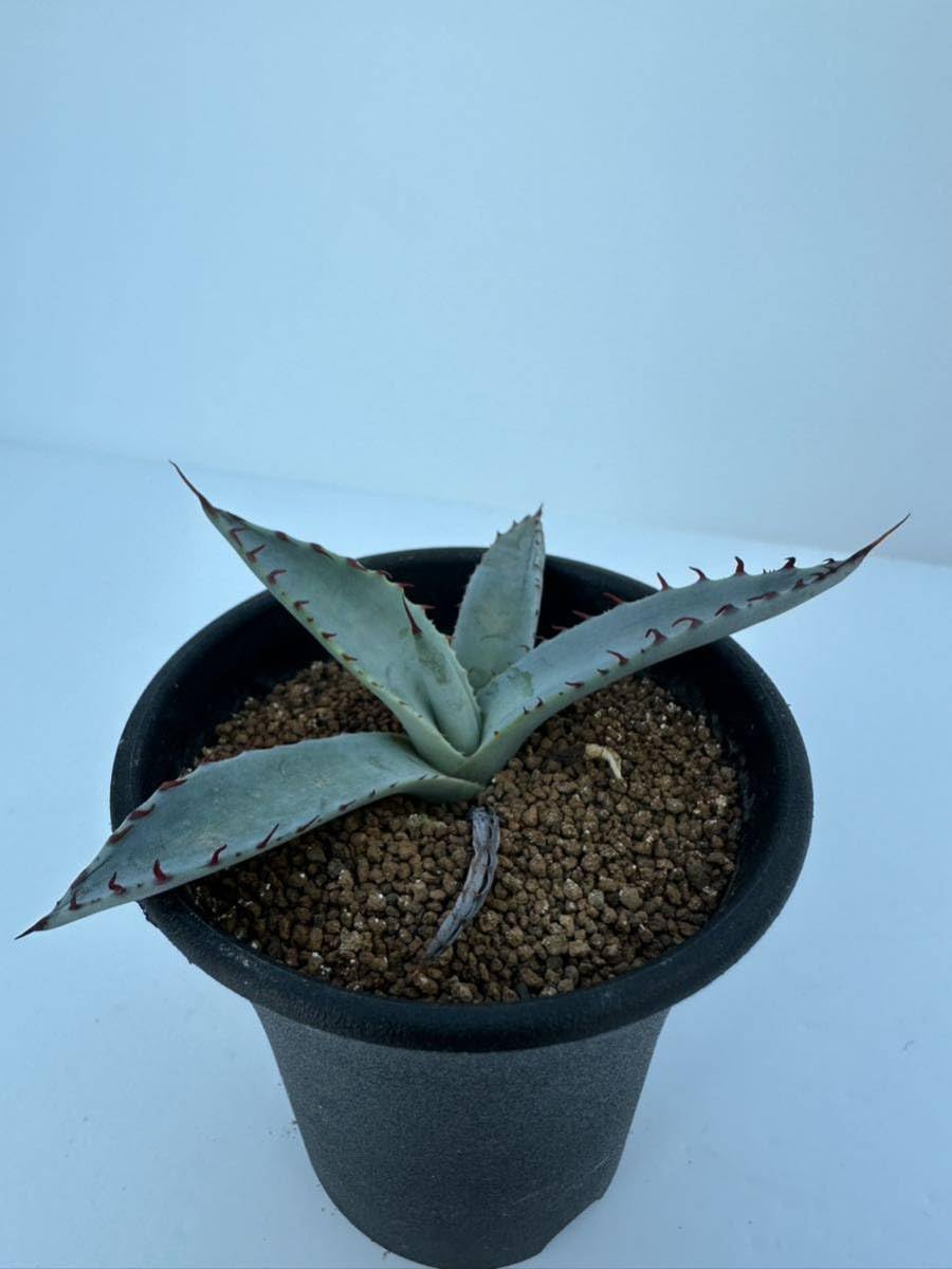 Amazon.co.jp: アガベ 屈原の舞扇 Agave 'Kutsugen no Maiougi' 抜き苗