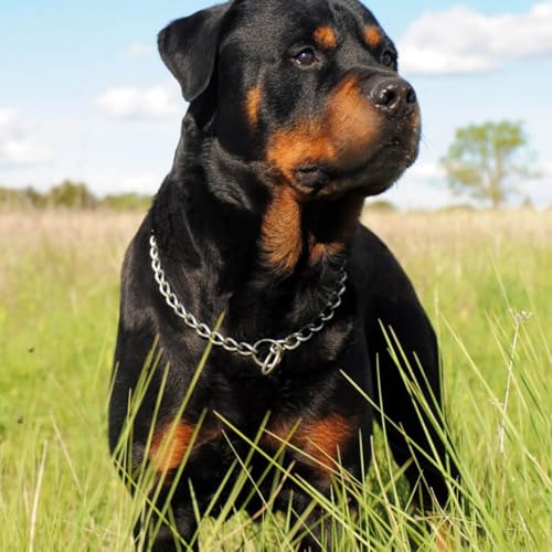 Image of 1-Pack Slip Link Training Dog Collar, Metal Dog Chain Collars, Heavy Duty Puppy Collars for Small Breed Dogs, Silver S