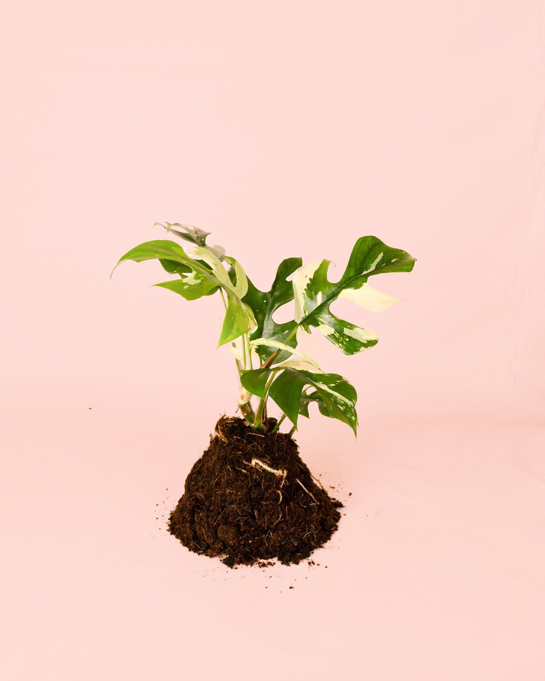 PUR PLANT Monstera Minima Variegada (Rhaphidophora tetrasperma Variegata) | Planta natural de interior premium y tropical | Hojas variegadas únicas | Maceta de Ø12 cm
