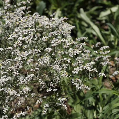 semi di lavanda di mare, limonium sinense, tappezzante perenne resistente, seme biologico balcone, esotiche resistenti da cucina, primaverili 100pcs