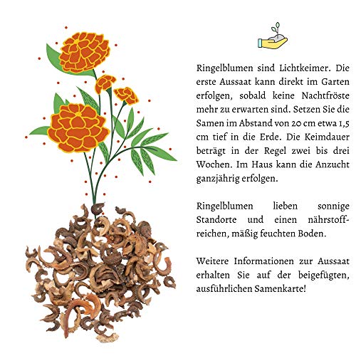 Ringelblumen Samen (Calendula Officinalis) - Vielseitige Heilpflanze mit essbaren Blüten & ideal für eine bunte Blumenwiese (Abendrot)