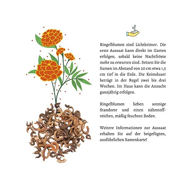 Ringelblumen Samen (Calendula Officinalis) - Vielseitige Heilpflanze mit essbaren Blüten & ideal für eine bunte… – Bild 8