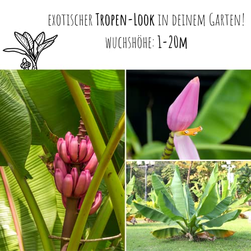 Kenia Bananen Samen (Musa velutina) - Exotische rosa Zwergbanane mit wunderschönen Blüten und kleinen, roten Bananen