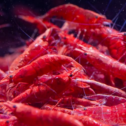 AquabreedingSkill 10 stück red fire Garnelen - Aquarium Garnelen...