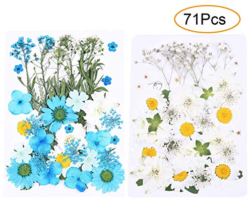 GOTONE 71 PCS Fiori secchi Naturali, Fiori pressati Reali Multipli Misti Colori per Nail Art Scrapbooking Fai da Te Art Craft di Resina Epossidica Gioielli Che Fanno Regali