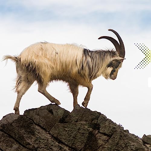 "Have Some Faith In The Goats" - ep 15