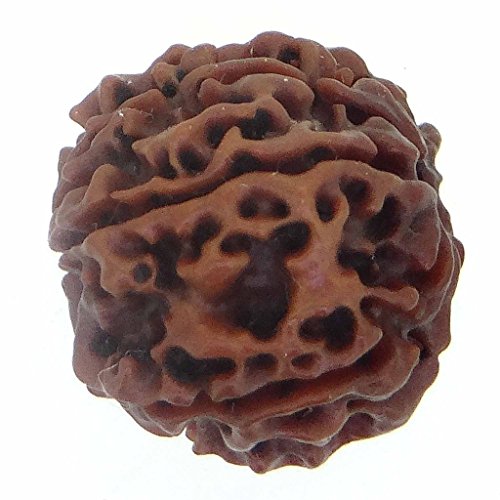 Image of Arihant Gems & Jewels 8 Mukhi Faced Rudraksha | Natural & Certified | Astrological Benefits | Positive Energy | Unisex for Men & Women (Nepali Rudraksha)