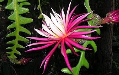 Epiphyllum, Orchid Cactus, ‘RIC Rac’, Ephiphyllum Hybrid, Cactaceae, 4in Potted Plant Epiphyllum, Orchid Cactus, ‘RIC Rac’, Ephiphyllum Hybrid, Cactaceae, 4in Potted Plant