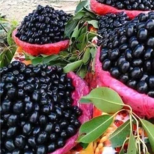 Image of All Season Thai Black Jamun Live Plant Sapling | Grafted Indian Java Plum Fruit Tree | Early Fruiting Hybrid Variety | Big Size Sweet Fruits | Healthy Live Plant for Home Garden, Terrace & Outdoor