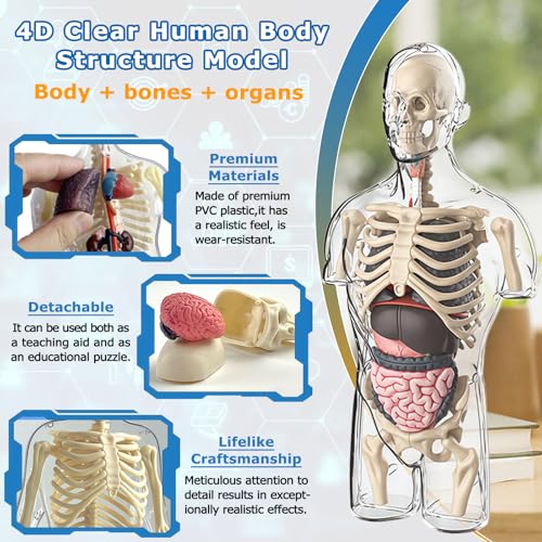 Image of 4D Anatomy Model Human Half Body,Clear Human Body Structure Model Include Bones,Organs,Muscles,Removable Human Organ Model for Study,Teaching Demonstration,Science Early Learning