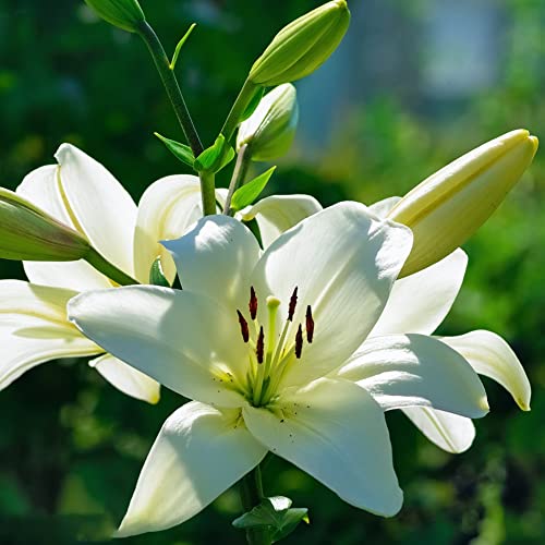 15 Kaiserkronen Zwiebeln - Winterharte Stauden Für Garten & Steingarten