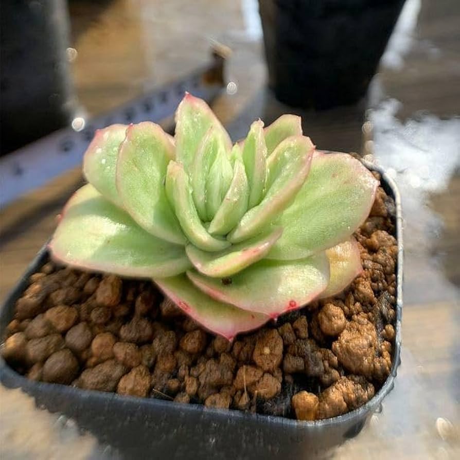 ラブリーローズ抜き苗  4苗セット ラブリーローズ抜き苗 4苗セット