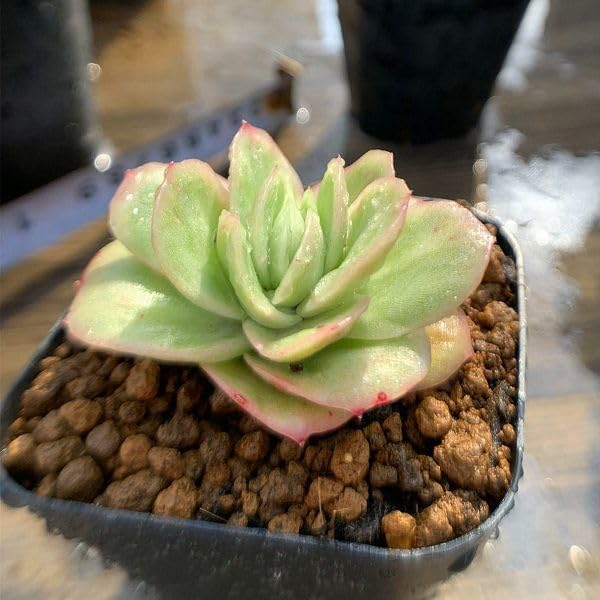 85. 多肉植物 アイスローズ 700円【抜き苗】 85. 多肉植物 アイスローズ 【抜き苗】