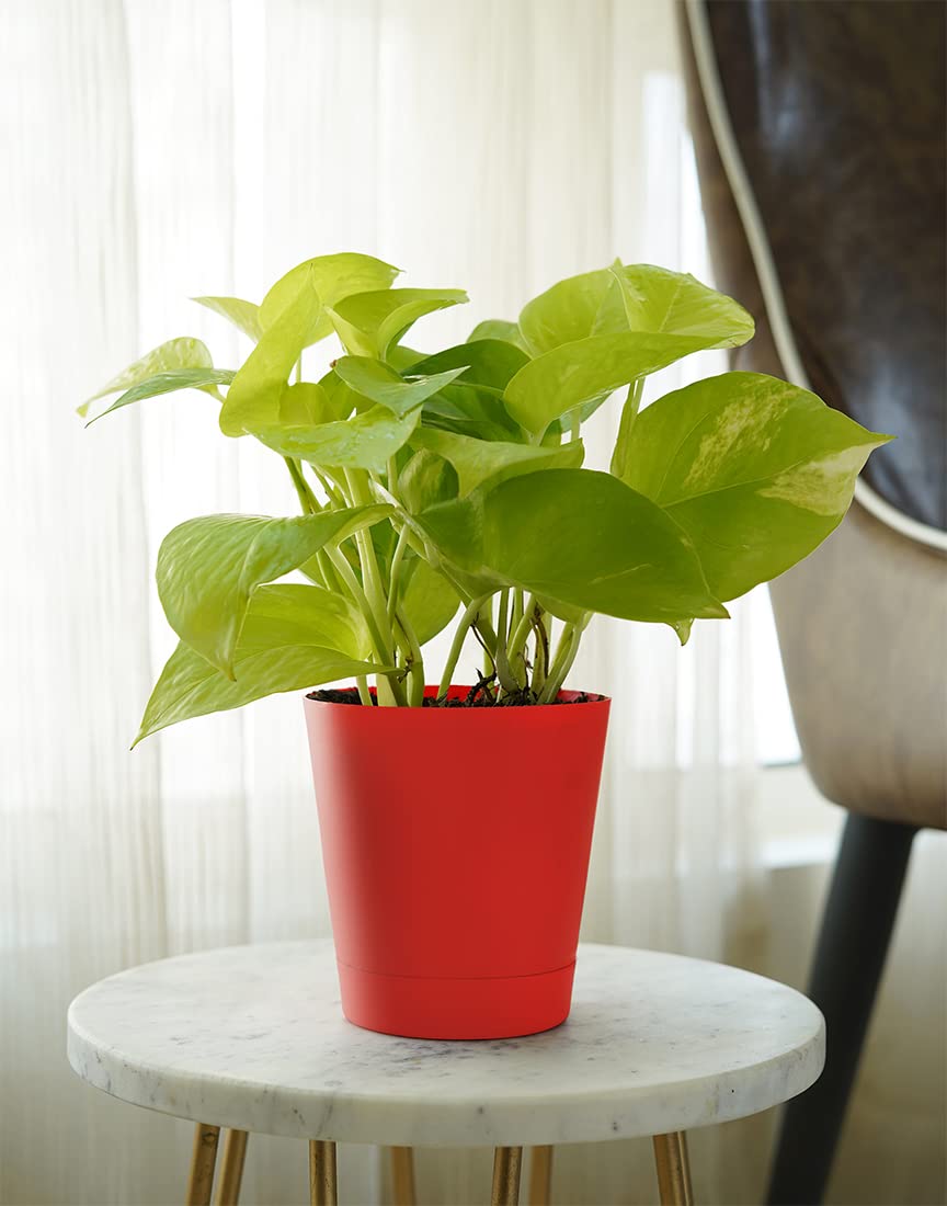 PlantaZee Golden Money Plant for Indoors and Outdoor (with Pot) (B09QQC89KJ) Amazon Price History, Amazon Price Tracker
