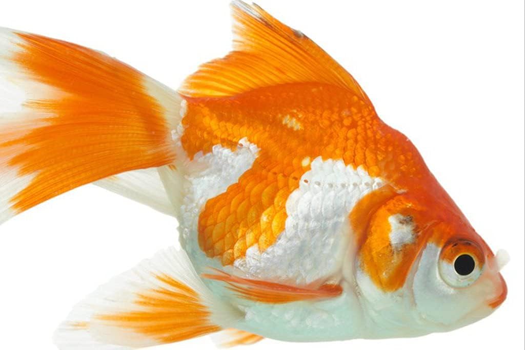 A3 ポスター 金魚の白い背景のクローズアップ 4x297mm 写真の壁の装飾 好評受付中 キャンバスフォトアートプリントポスター A3 ポスター 金魚の白い背景のクローズアップ 4x297mm 写真の壁の装飾 好評受付中 キャンバスフォトアートプリントポスター