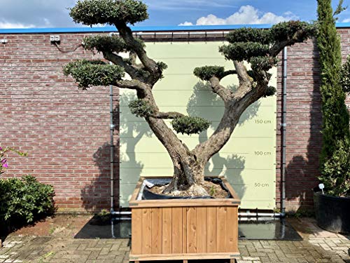 Tropictrees Olivenbaum Pon Pon - XXXL - Im holzkübel - Höhe 270 cm - A+
