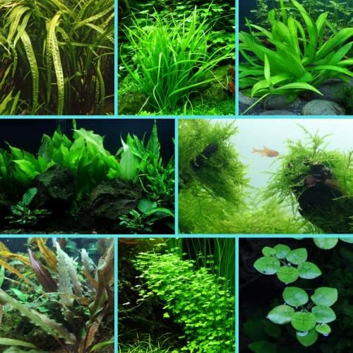 Starter Pack Aquarium Plant Live Aquatic Tropical Fish Java Moss Crypt ...