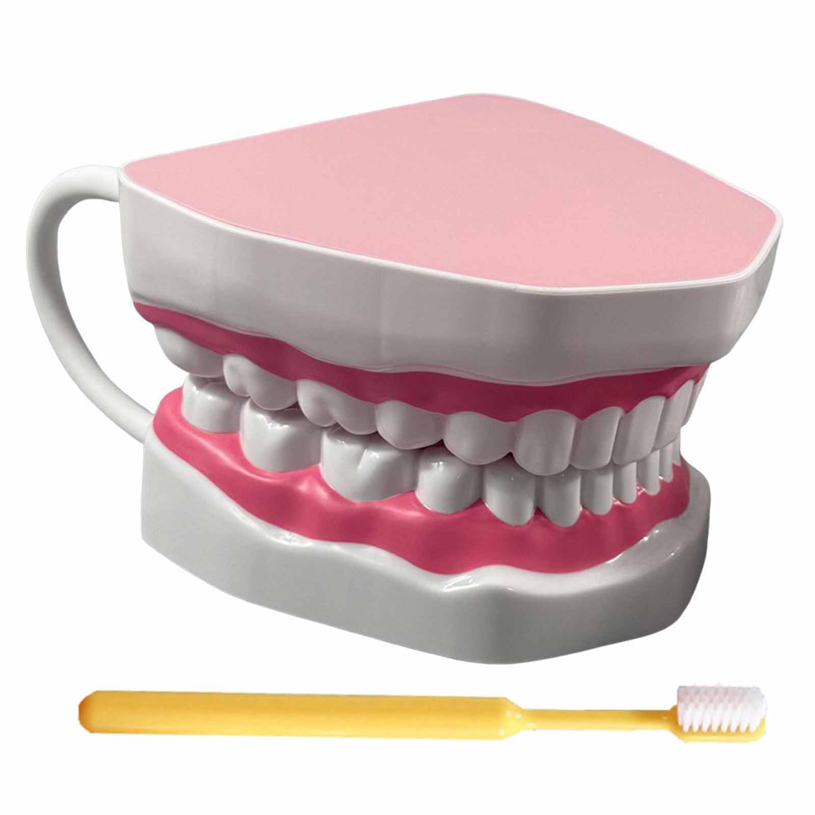 YRQMGSF Dental Model for Brushing Flossing Practice Typodont Demonstration Denture Model 6 Times Enlarged Demonstrative Teeth Model for Education and Study,Pink