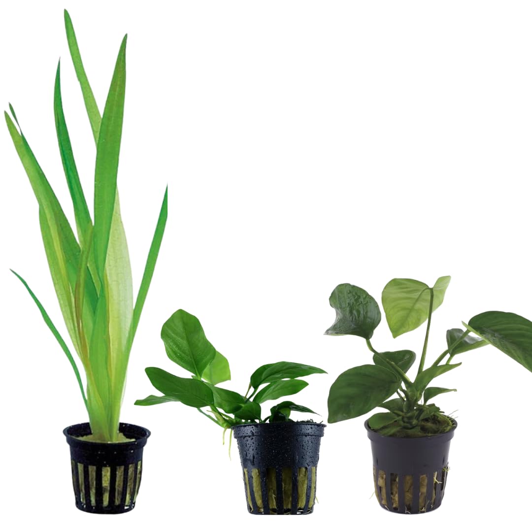 Anubias Barteri Vallisneria Gigantea Piante Vere per Acquario Kit Assortimento Resistenti Facili