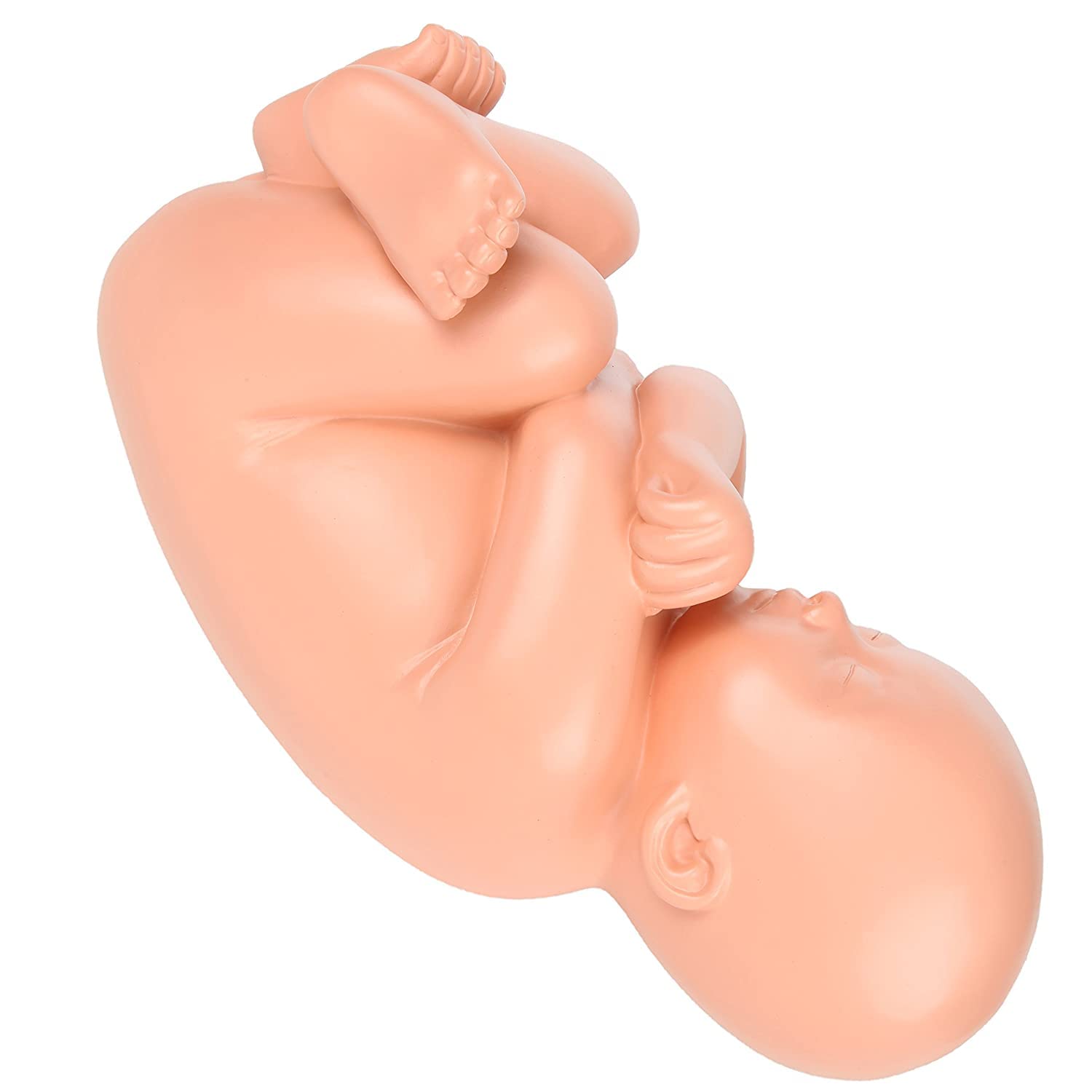 Xiaoxu Modelo anatómico de Pelvis para el Embarazo. Modelo didáctico para partería. Incluye un Modelo de feto a término extraíble, anatomía de la Placenta y más de 40 Puntos de Referencia anatómicos.