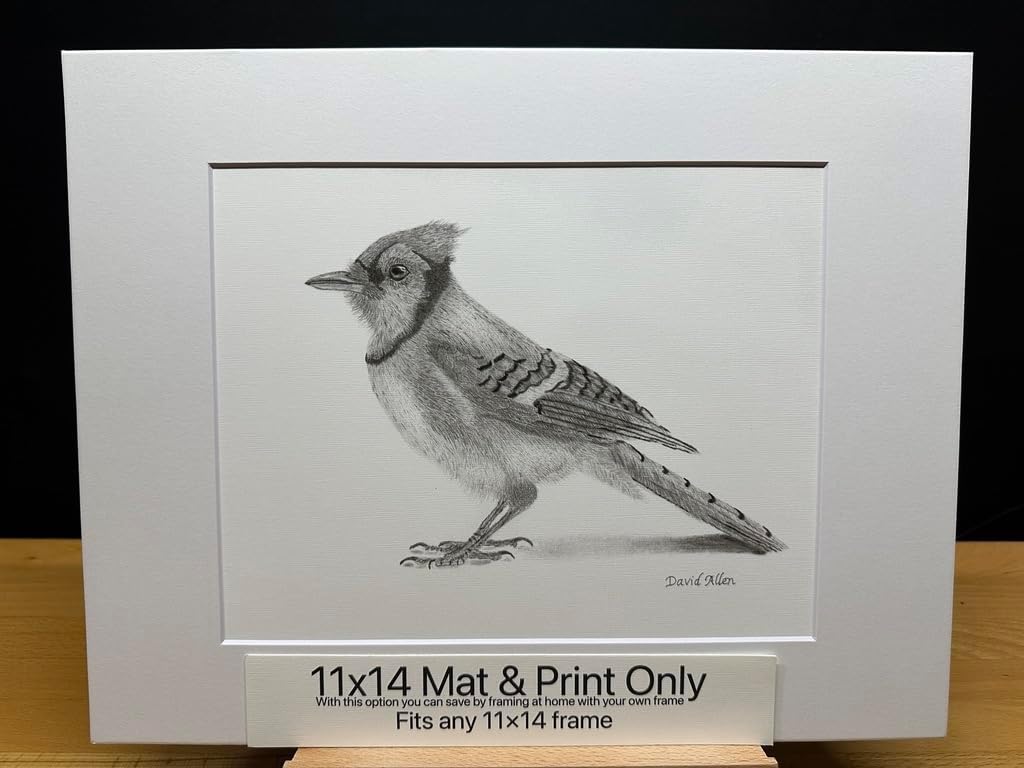 Bluejay Blue Jay Bird Graphite Pencil Art Sketch Drawing Print Picture Limited Edition Titled 'Blue Jay' by David Allen (8x10 Mat & Print Only)