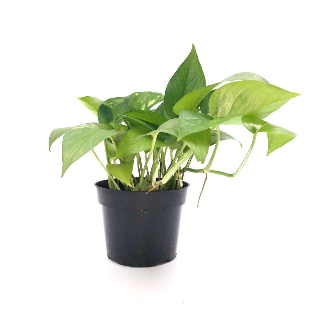See full amazon price history chart for OhhSome Plant For Home Decoration Green Money Indoor Online Natural Plants (Healthy Live Plant) OhhSome Plant For Home Decoration Green Money Indoor Online Natural Plants (Healthy Live Plant) (B09L8HGR3P) Amazon Price History, Amazon Price Tracker