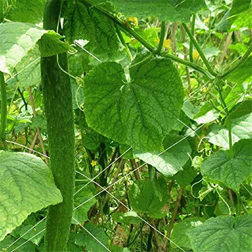 cerca jardim - ReMultiuso para Pássaros | Barreira física para mirtilo Aves Legumes Árvores frutífer