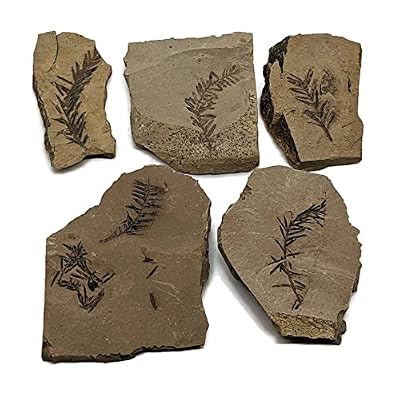 The Geode Mine Genuine Fossilized Leaf from The Metasequoia Tree (Dawn Redwood)