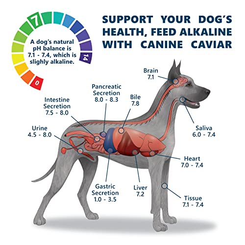 Canine Caviar Open Meadow Dog Food – Limited Ingredient Alkaline Holistic Dog Food – All Life Stages – Gluten Free, Ultra-Premium Dog Food – Healthy Skin & Coat – Lamb & Pearl Millet – 22 Lbs #TOP1